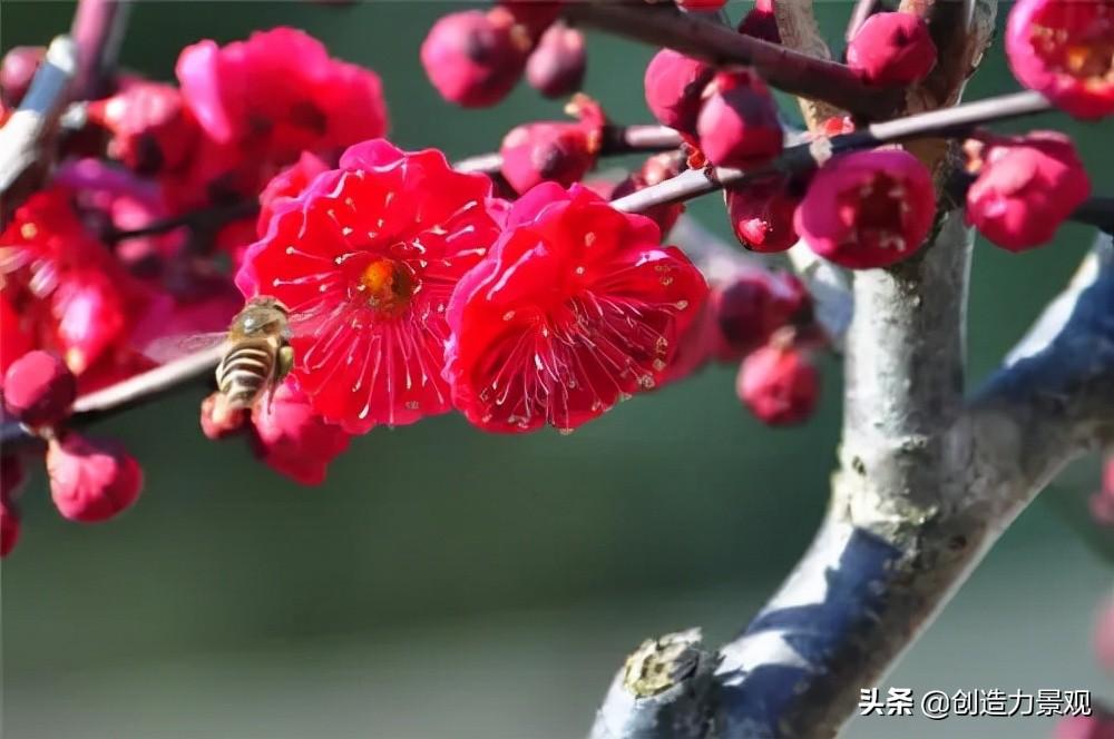 冬季的花有哪些（盘点10种代表冬天的花）