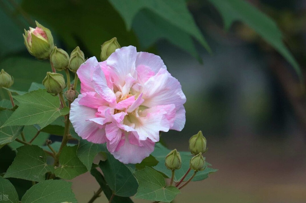 草本芙蓉花的养殖方法（分享芙蓉花的种植与养护技巧）