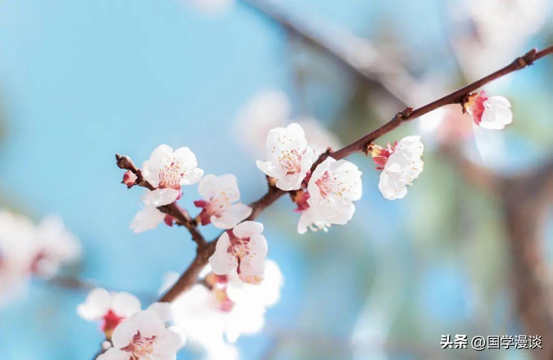 春天有哪些代表性的花（盘点十种开在春天的花卉）