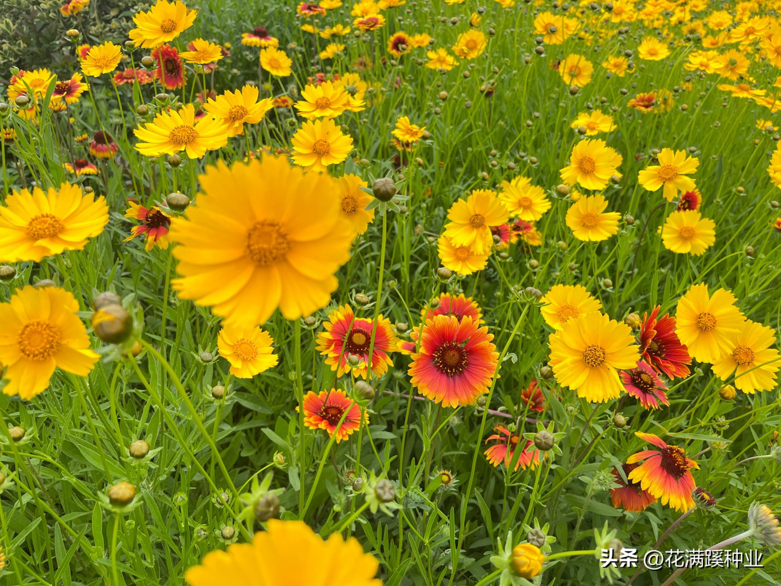 金鸡菊花语寓意是什么（金菊花代表的象征意义）