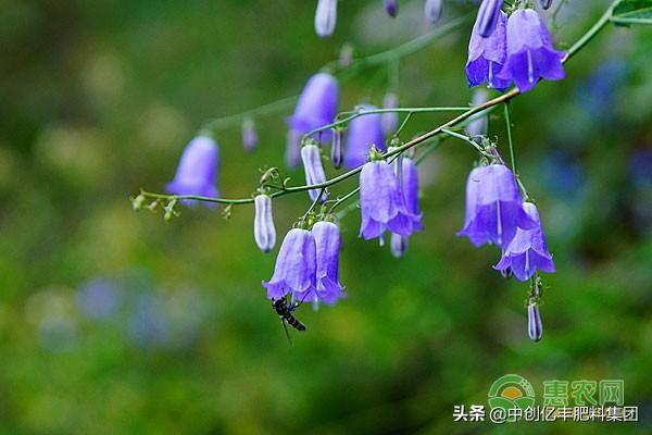 风铃草的花语和寓意是什么（了解风铃花适合送的人）