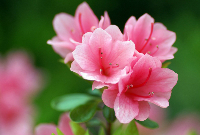 杜鹃花什么时候开花季节（观赏杜鹃花期简介）