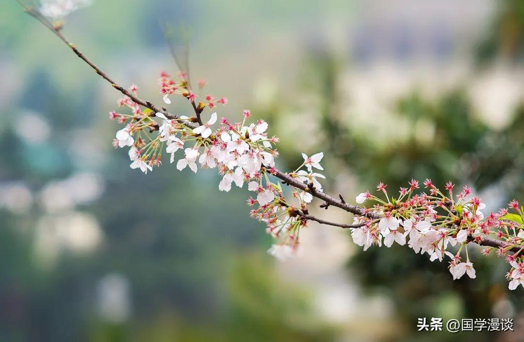 春天有哪些代表性的花（盘点十种开在春天的花卉）