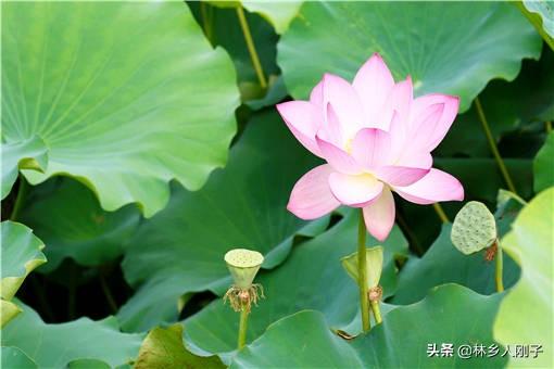 荷花什么时候种植最好（荷花种植时间和方法）