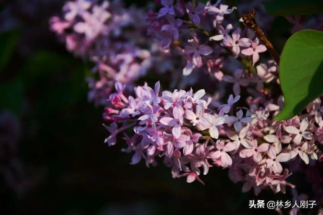 丁香花在几月份开（观赏丁香花花期简介）