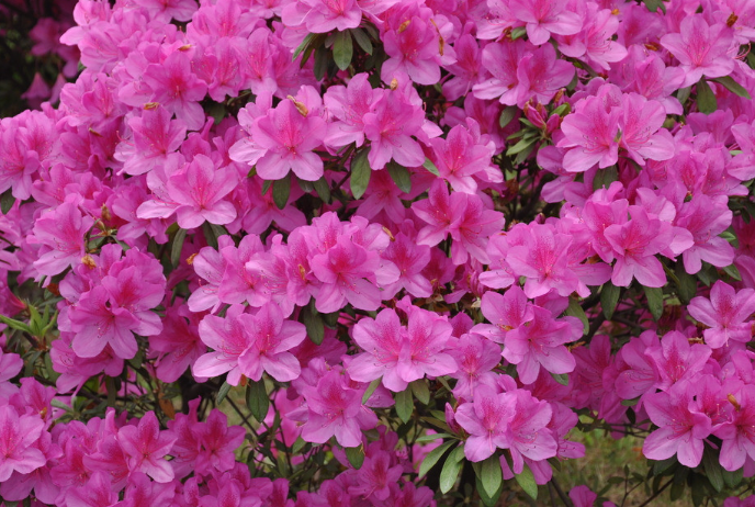 杜鹃花什么时候开花季节（观赏杜鹃花期简介）