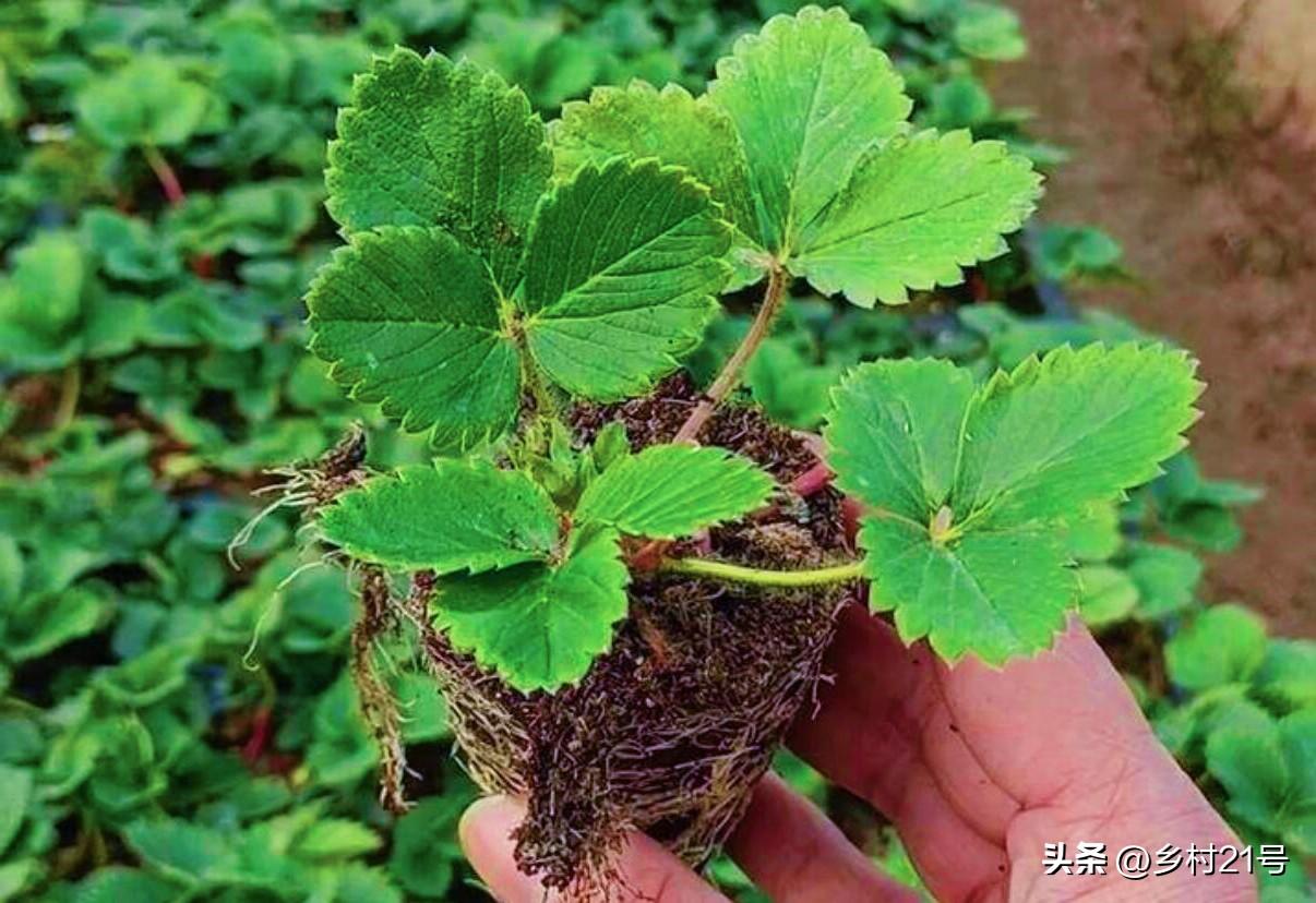 草莓种子多久发芽结果（教你正确种植草莓）