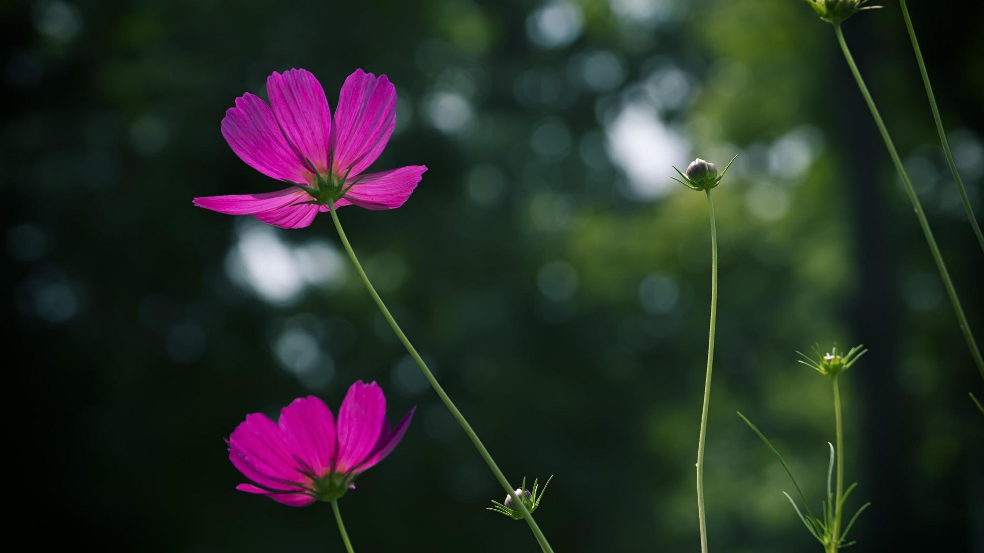 波斯菊花种子怎么种（波斯菊的种植方法和时间）