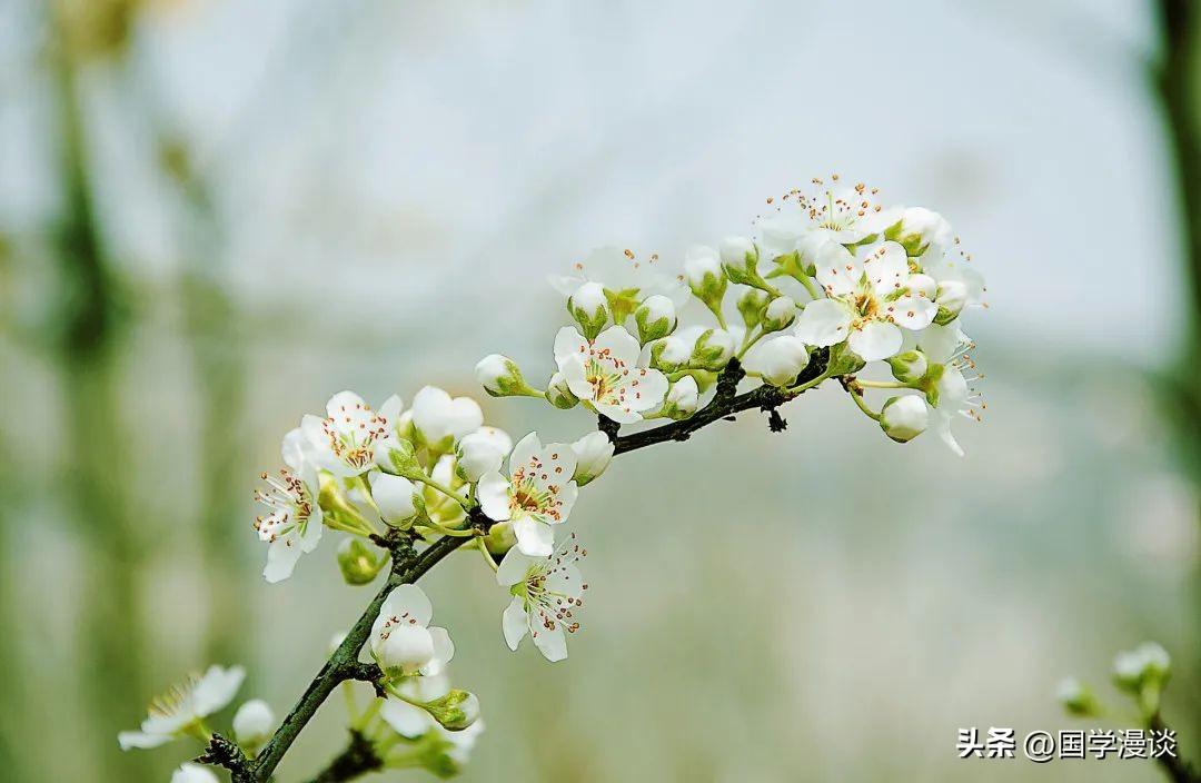 春天有哪些代表性的花（盘点十种开在春天的花卉）