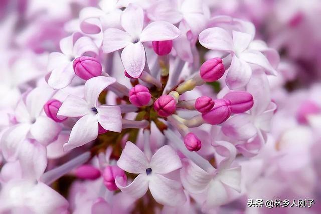 丁香花在几月份开（观赏丁香花花期简介）