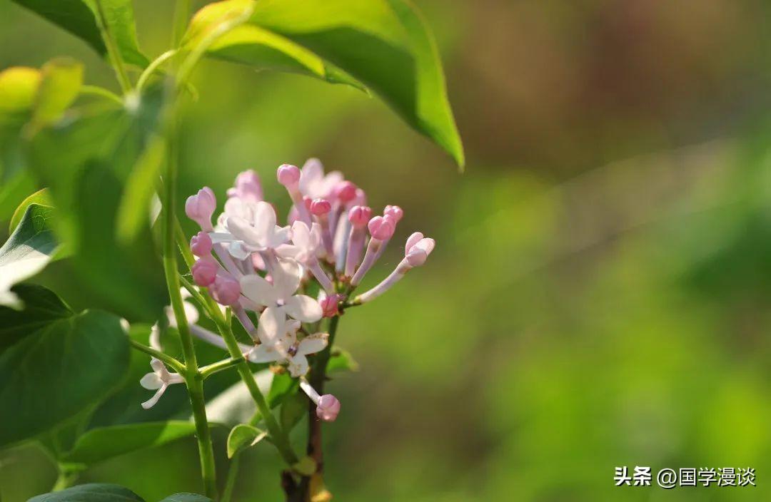 春天有哪些代表性的花（盘点十种开在春天的花卉）