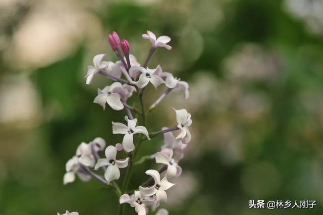 丁香花在几月份开（观赏丁香花花期简介）