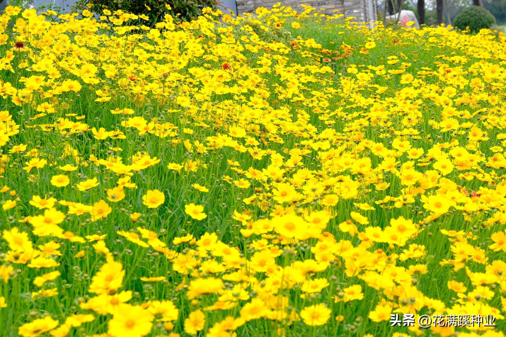 金鸡菊花语寓意是什么（金菊花代表的象征意义）