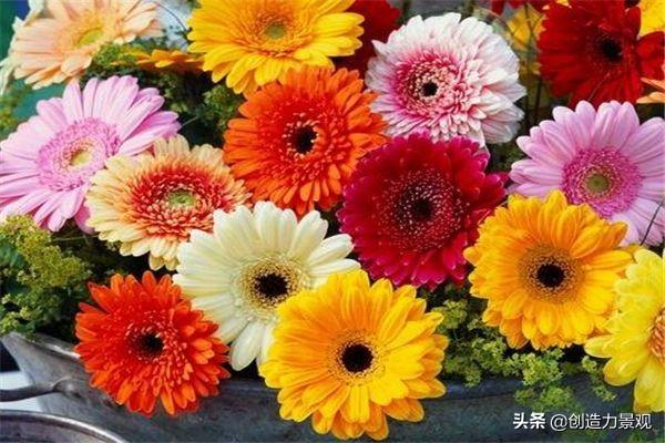 冬季的花有哪些（盘点10种代表冬天的花）