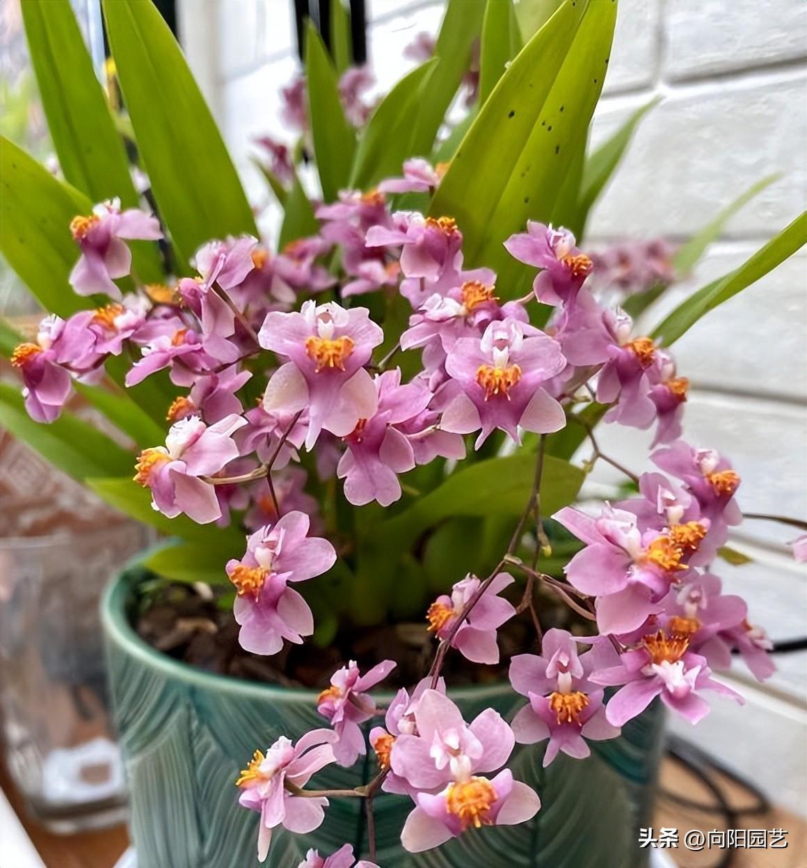 文心兰花几月份开花（观赏文心兰花期简介）