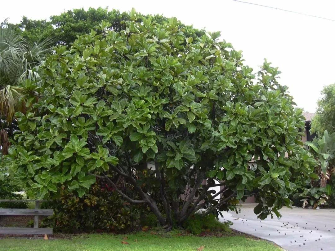 耐阴的木本植物有哪些（适合室内养的木本植物推荐）