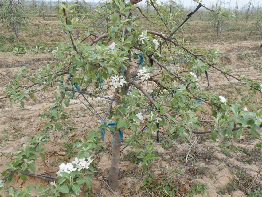 苹果什么时候开花结果，苹果的开花期在几月份？