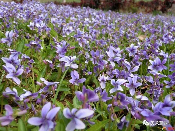 绿化中常见草本花卉有哪些（常见家养花卉名称大全）