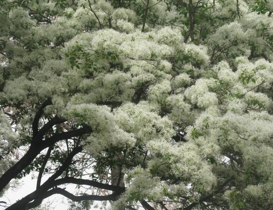 六月雪多久浇一次水，如何浇水（六月雪浇水的正确方法）