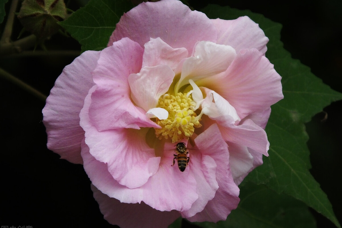 草本芙蓉花的养殖方法（分享芙蓉花的种植与养护技巧）