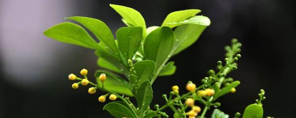 米仔兰怎么种植方法（米兰的种植方法和管理）