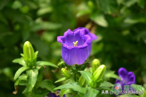 风铃草的花语和寓意是什么（了解风铃花适合送的人）