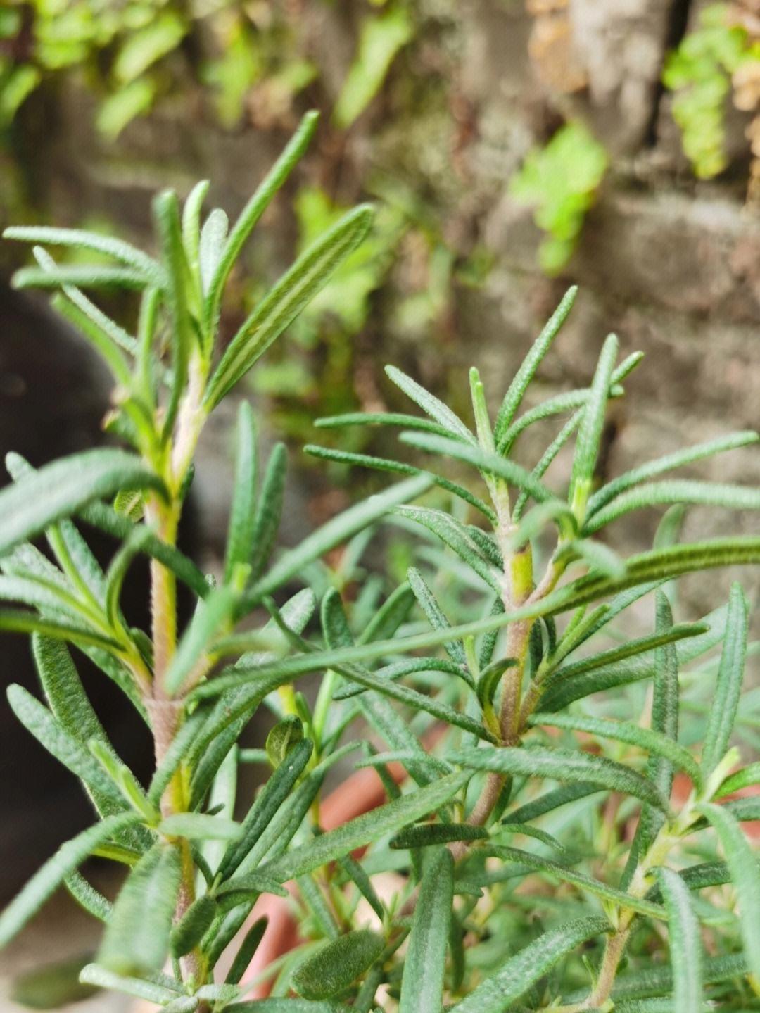 长寿花能放卧室养吗（适合卧室的盆栽植物推荐）