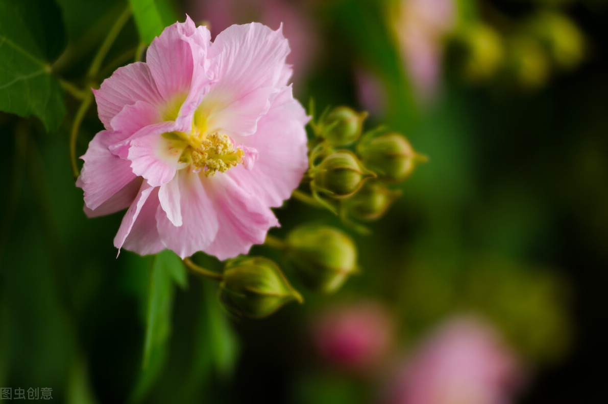 草本芙蓉花的养殖方法（分享芙蓉花的种植与养护技巧）