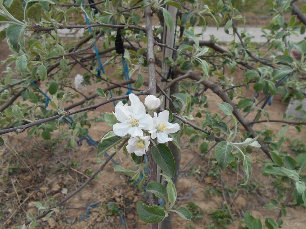 苹果什么时候开花结果，苹果的开花期在几月份？