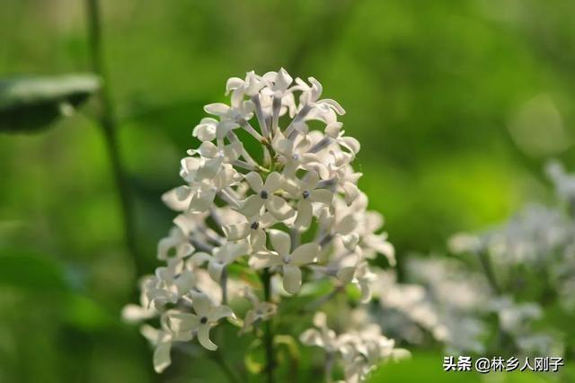 丁香花在几月份开（观赏丁香花花期简介）