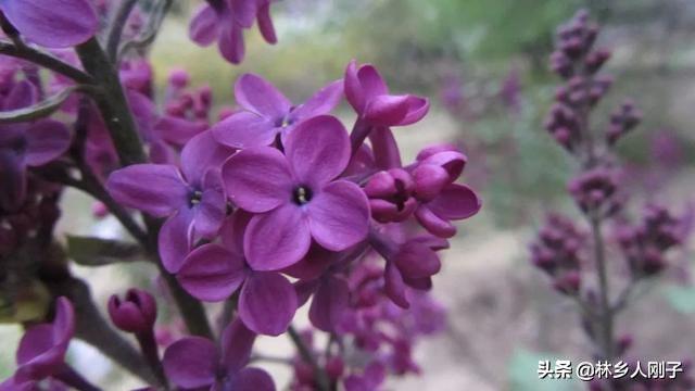 丁香花在几月份开（观赏丁香花花期简介）