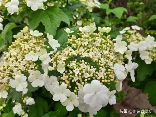 冬季的花有哪些（盘点10种代表冬天的花）