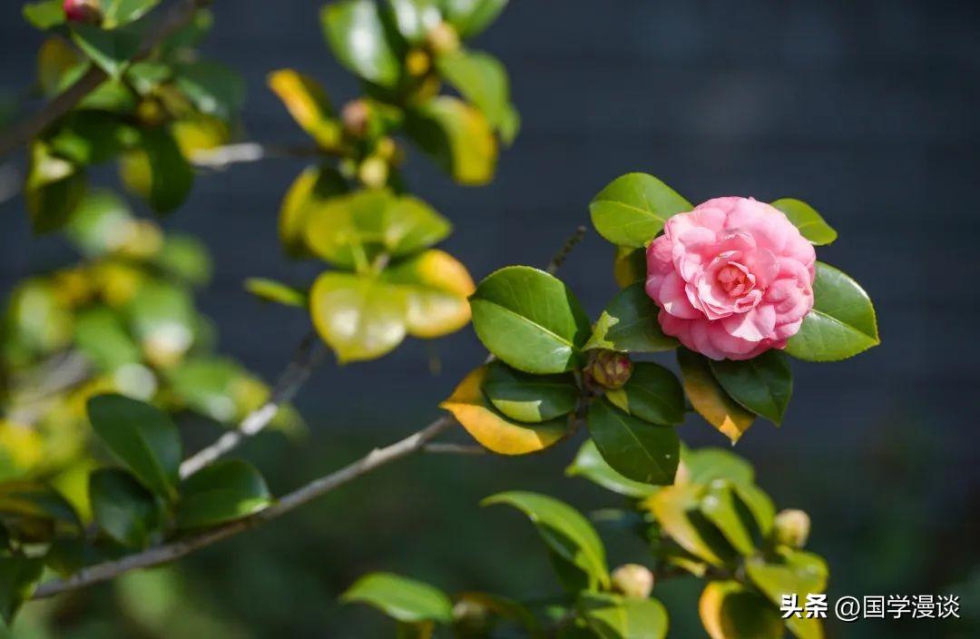 春天有哪些代表性的花（盘点十种开在春天的花卉）