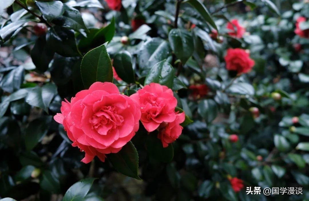 春天有哪些代表性的花（盘点十种开在春天的花卉）