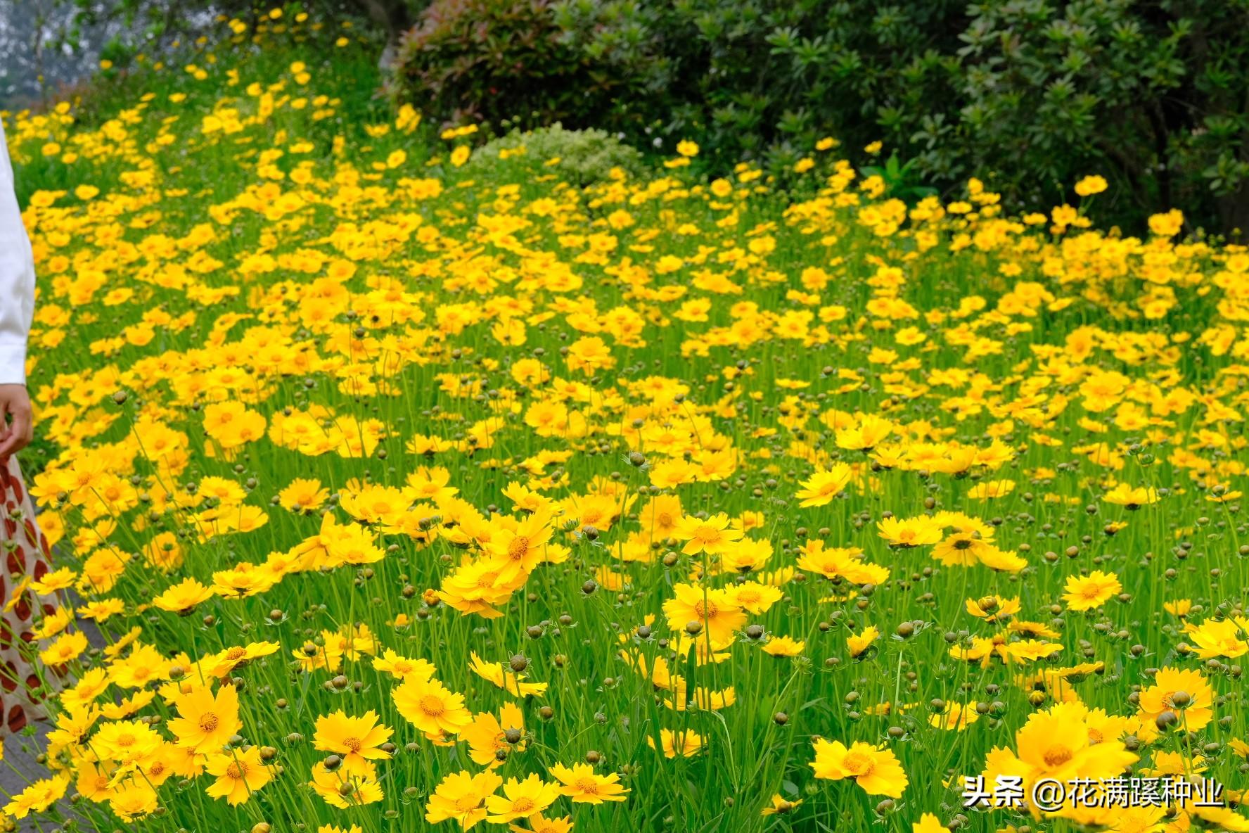 金鸡菊花语寓意是什么（金菊花代表的象征意义）