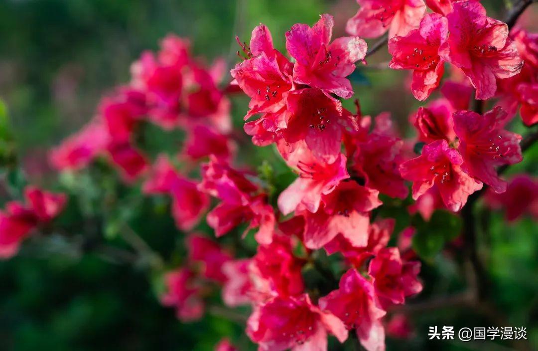 春天有哪些代表性的花（盘点十种开在春天的花卉）