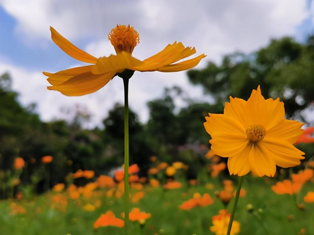 波斯菊花种子怎么种（波斯菊的种植方法和时间）