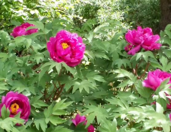 牡丹花是什么时候开（了解牡丹花开的季节）