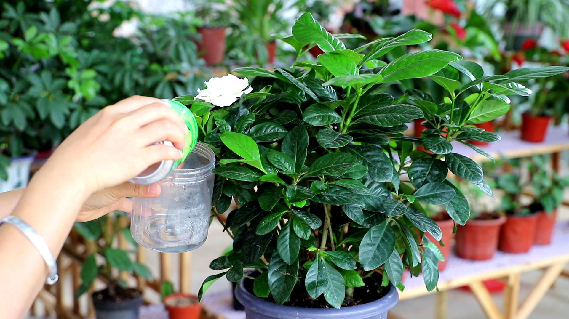 桅子花怎样养才会开花（栀子花的养殖方法和技术）