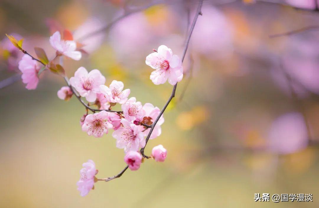 春天有哪些代表性的花（盘点十种开在春天的花卉）