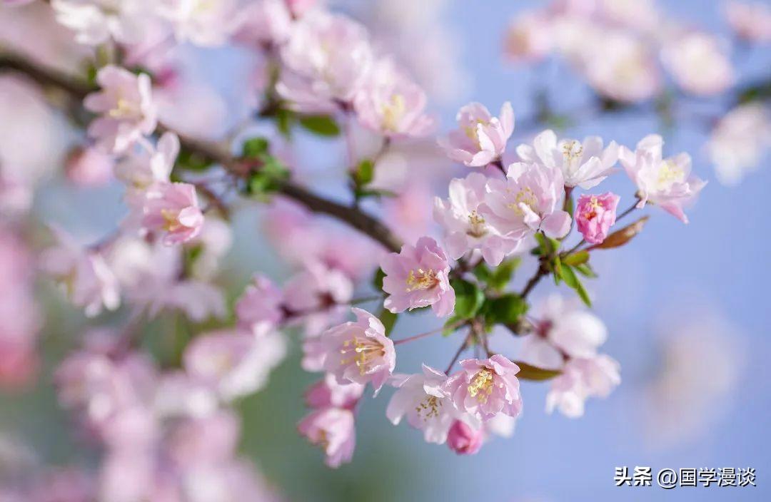 春天有哪些代表性的花（盘点十种开在春天的花卉）