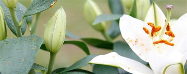 如何栽种百合花（百合花的种植方法与技巧）