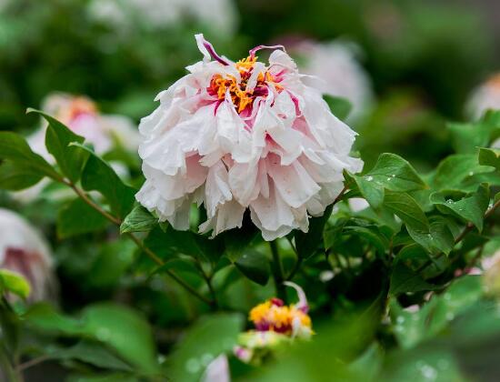 牡丹花是什么时候开（了解牡丹花开的季节）