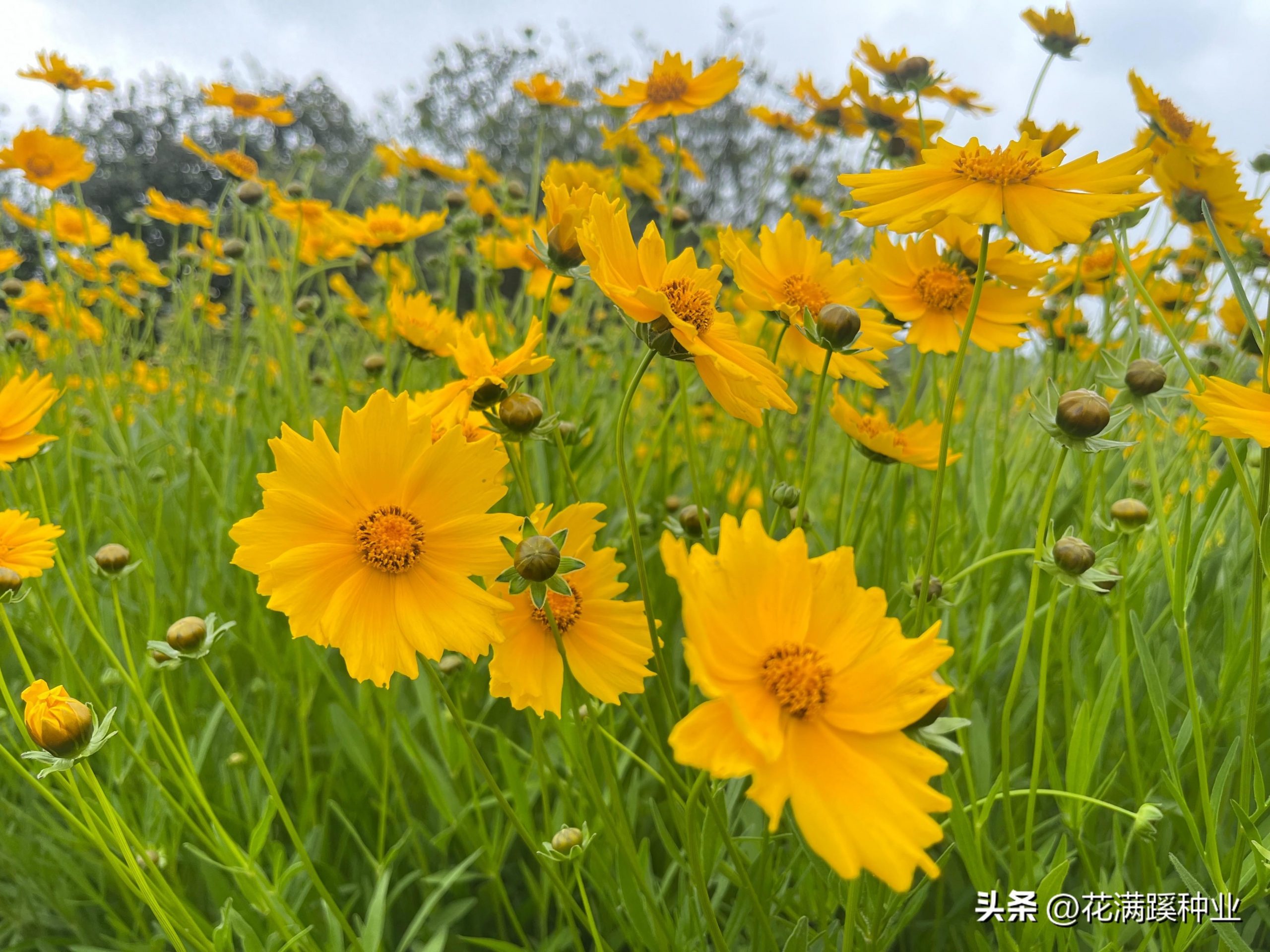 金鸡菊花语寓意是什么（金菊花代表的象征意义）