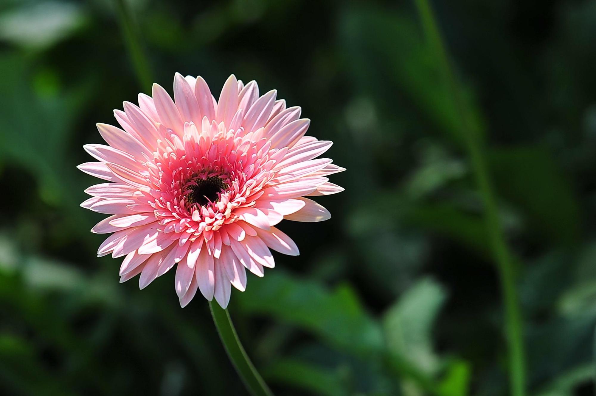 波斯菊花种子怎么种（波斯菊的种植方法和时间）