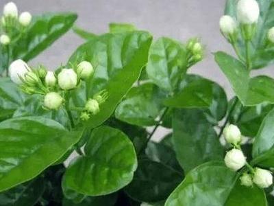 茉莉花用什么肥最好（茉莉花简单施肥方法）